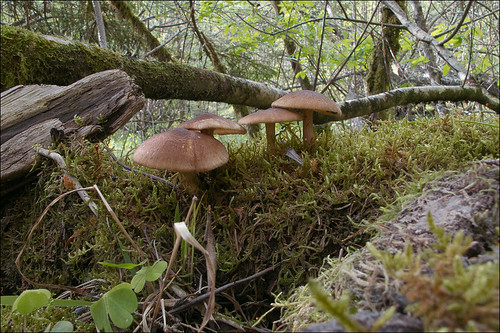 Полипорус майский (Polyporus ciliatus)Photo by Amadej Trnkoczy  on Flickr Автор фото: Amadej Trnkoczy (Slovenija)