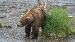 Niedźwiedź grizzli drapie się po plecach