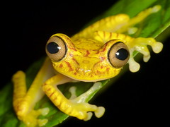 Amphibians of Ecuador