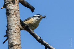 Nuthatches & Creepers