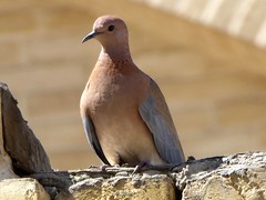 Tourterelle maillée - Laughing dove