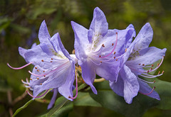 Finley's Rhododendrons 2015
