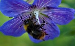 Bees & Bumblebees