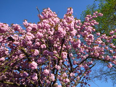 Kirschblüte - Cherry Blossom