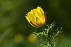 Springflower - Jarní květiny