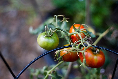 Tomato ripening in Australian "winter"