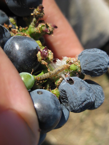 Close up of damage on a grape cluster with EGVM webbing