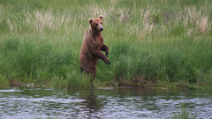 Niedźwiedź grizzli - na stojaco więcej widać