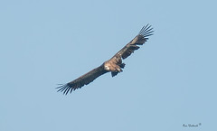 Vale Gier, Griffon Vulture