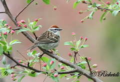 bruant familier- chipping sparrow