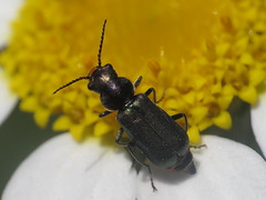 Soft-wing Flower Beetles - Dasytidae & Malachiidae