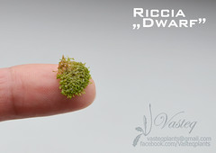 Riccia sp. "Dwarf"