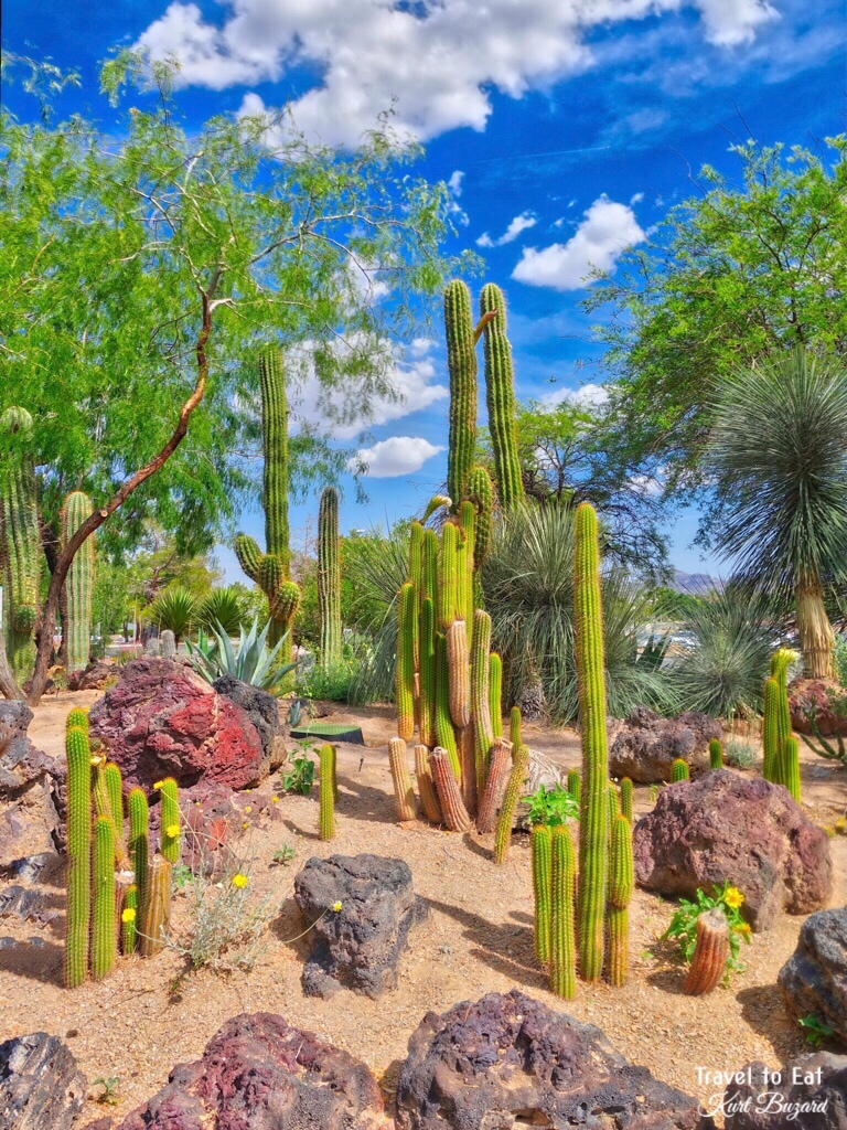 Big Beautiful Cactus Ethel M Botanical Garden Las Vegas Flickr