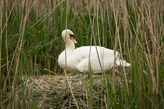 Swans Hampden Park