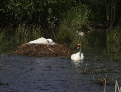 Swans in Pont-Audemer