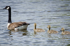 Meet the Goslings - Fletcher Lake | 2015