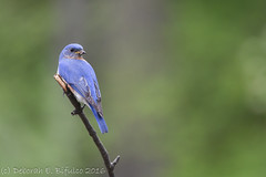 Birds - Bluebirds