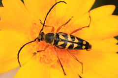 Cerambycidae - Long-horned Beetles