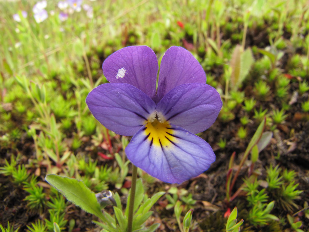 Viola tricolor. Автор фото:Виктор Кукконен