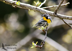 Yellow-Throated Warbler - Oil Creek State Park
