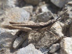 Acrididae - Grasshoppers - Other Subfamilies