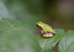 Gray Tree Frogs