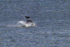 Dolphins 3