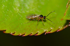 Braconid Wasp (Aphidiinae) parasite of aphids ...