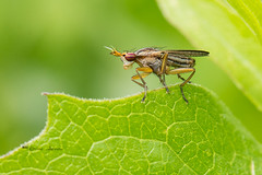 SCIOMYZIDAE (Diptera)