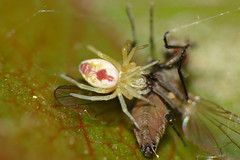 Dictynid Spider (Nigma puella) catching a small fly (Muscidae)
