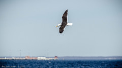 Birds of Sandy Hook - Great Black-Backed Gull