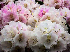 Rhododendron 2015