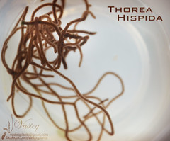 Thorea Hispida