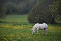 Rural Dorset 
