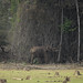 Elephant pushing bamboos