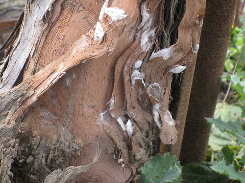 Peeled piece of bark with lots of EGVM pupa