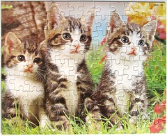3 Tiger-Kätzchen / Three Tabby Kittens