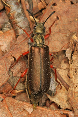 Meloidae - Blister Beetles