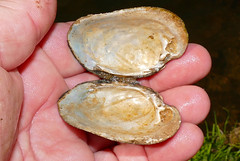 Freshwater Mussel (Potomida littoralis) empty shell found on the bank of Orne river