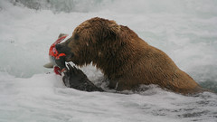 Niedźwiedź grizzli pod wodospadem zjada złapanego łososia.