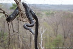 Black Rat Snake Den