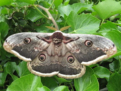 Other Macro-Moths - Macroheterocera