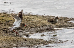 Lauwersmeer Vogels