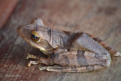 Reptiles, Amphibians and Other Fauna of Sri Lanka