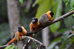 Ecuadorian Amazon Basin and Ecuador Cloud Forest Wildlife.
