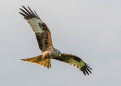 Harriers, Hawks, Kites & Falcons