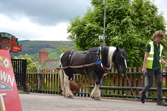 Horse drawn trip on the Llangollen Canal