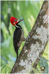 Woodpeckers / Carpinteros / Pica-paus