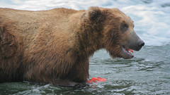 Grizzly spożywa rybę