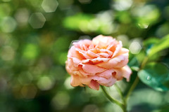 Rose 2016 薔薇
